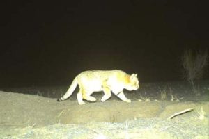 گربه شنی دوربین تله‌ای پارک ملی سیاه کوه