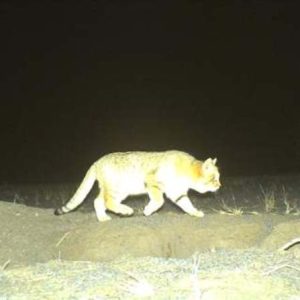 گربه شنی دوربین تله‌ای پارک ملی سیاه کوه